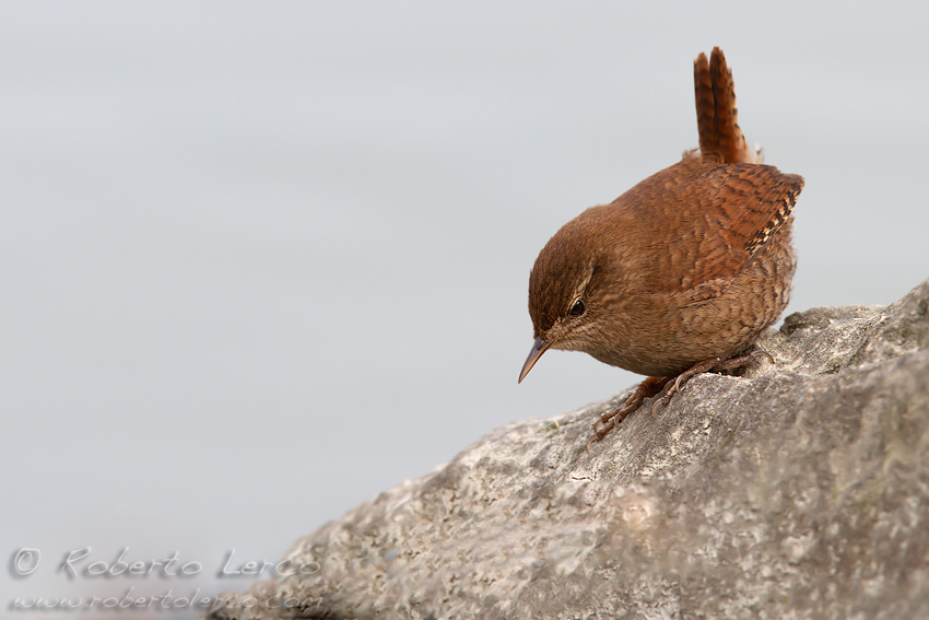 Scricciolo_Troglodytes_troglodytes_Wren