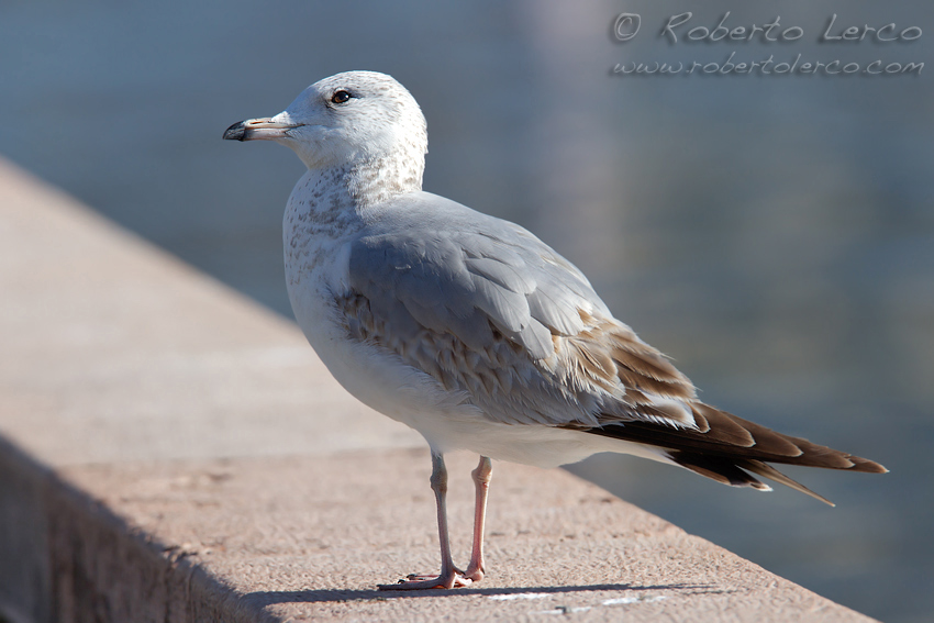 Gavina_Larus_canus_Common_Gull2