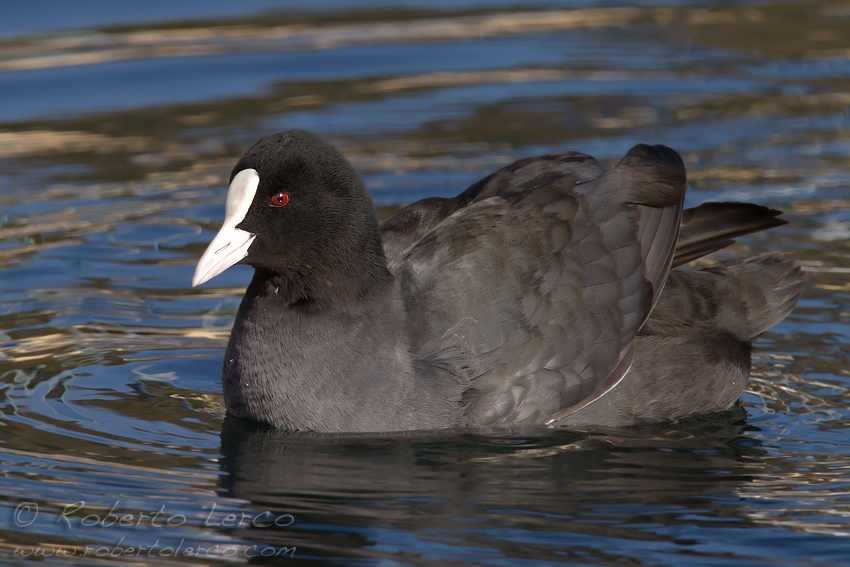 Folaga_Fuliga_atra_Eurasian_Coot2