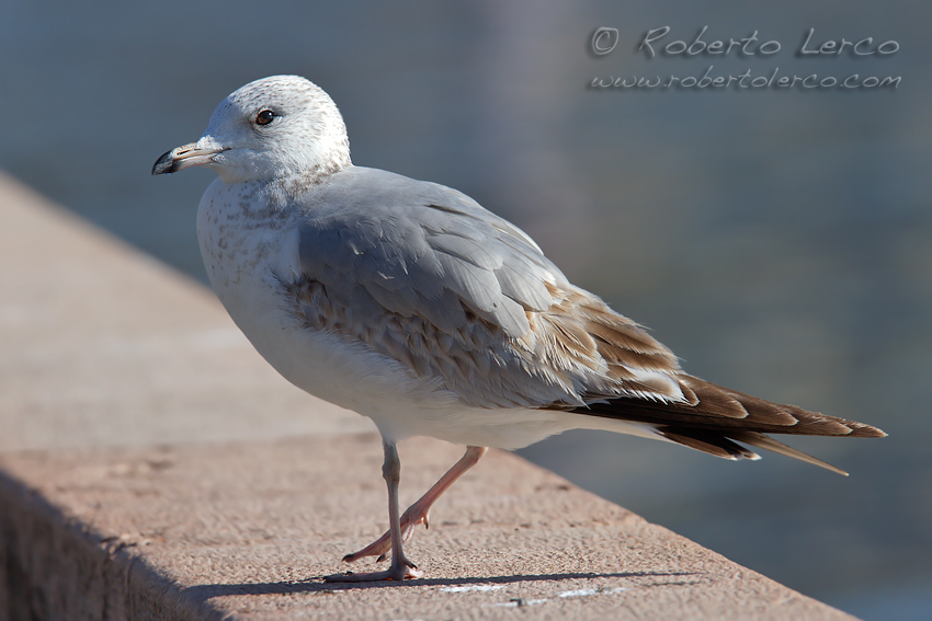 Gavina_Larus_canus_Common_Gull3