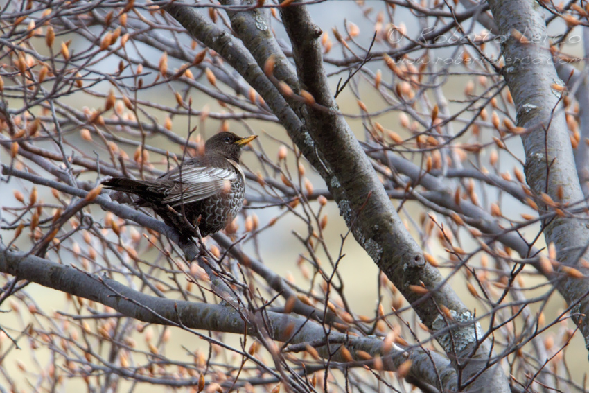 Merlo_dal_collare_Turdus_torquatus_Ring_Ouzel