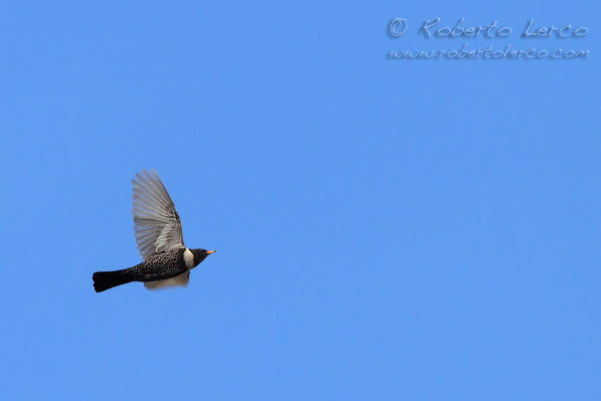 Merlo_dal_collare_Turdus_torquatus_Ring_Ouzel1