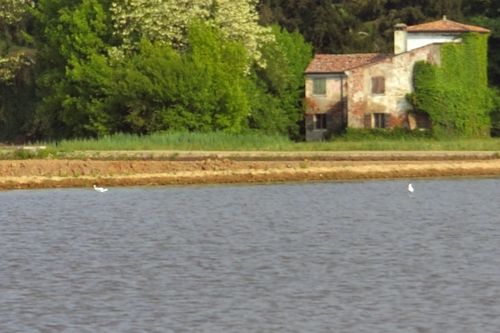 Pied Avocet