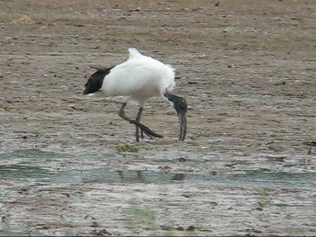 ibis1