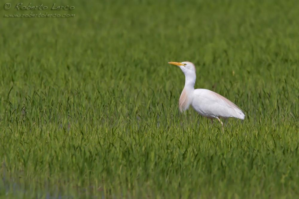 Airone_guardabuoi_Bubulcus_Ibis3