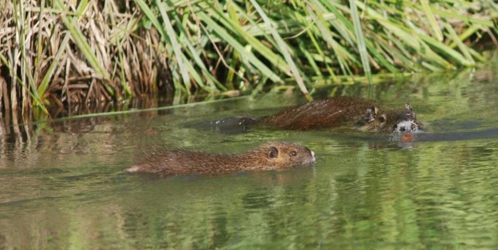 Nutria