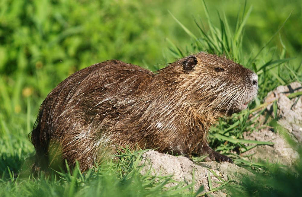 Nutria (1)