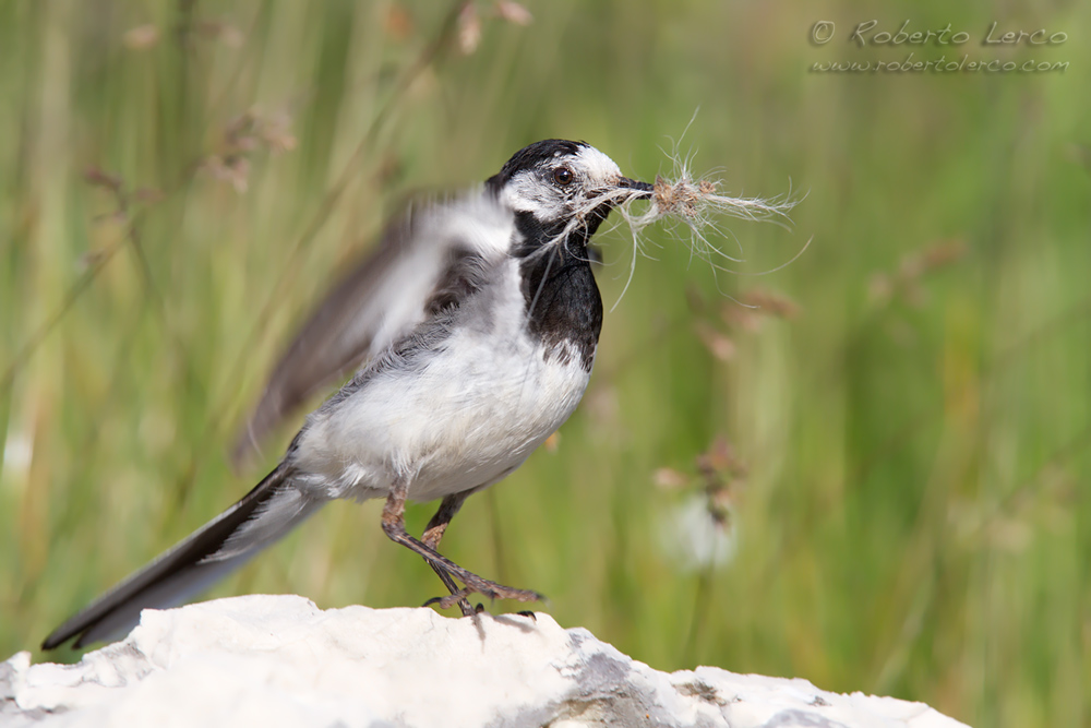 Ballerina_bianca_Motacilla_alba_White_Wagtail4_1000