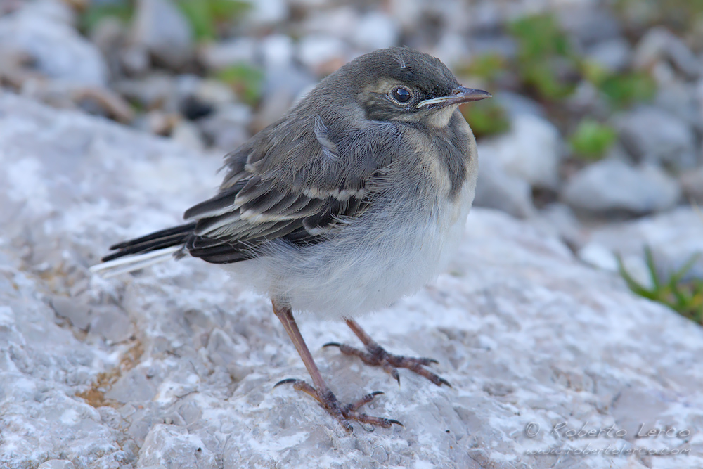 Ballerina_bianca_Motacilla_alba_White_Wagtail1_1000