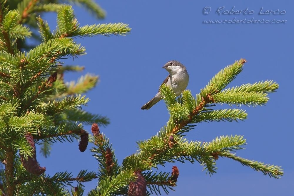 Bigiarella_Sylvia_curruca_Lesser_Whitethroat1_1000