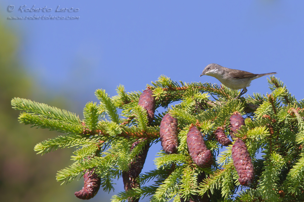 Bigiarella_Sylvia_curruca_Lesser_Whitethroat0_1000