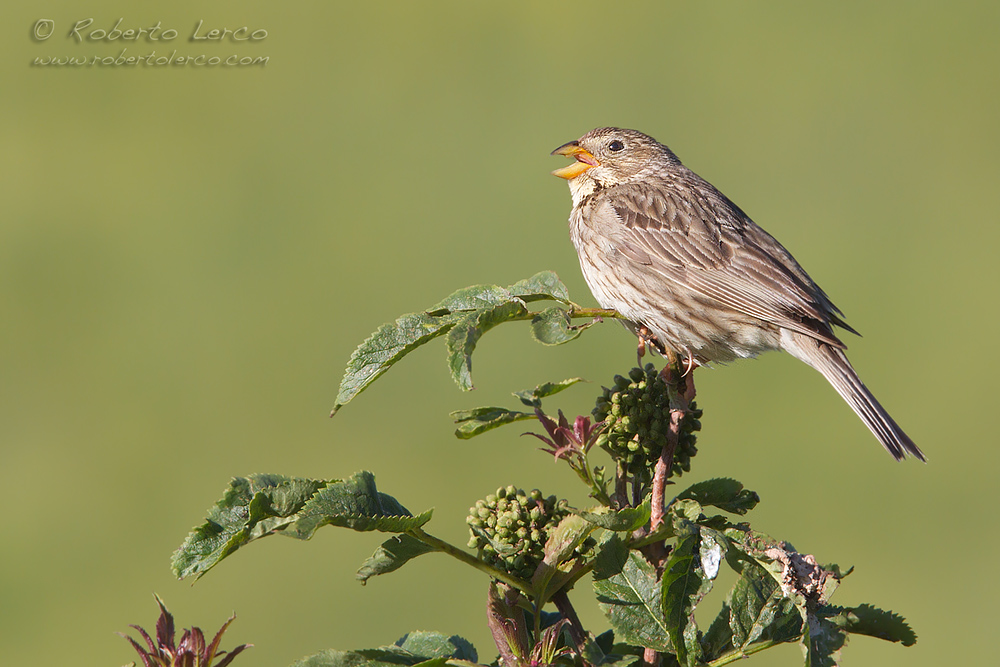 Strillozzo_Emberiza_calandra_Corn_Bunting7_1000