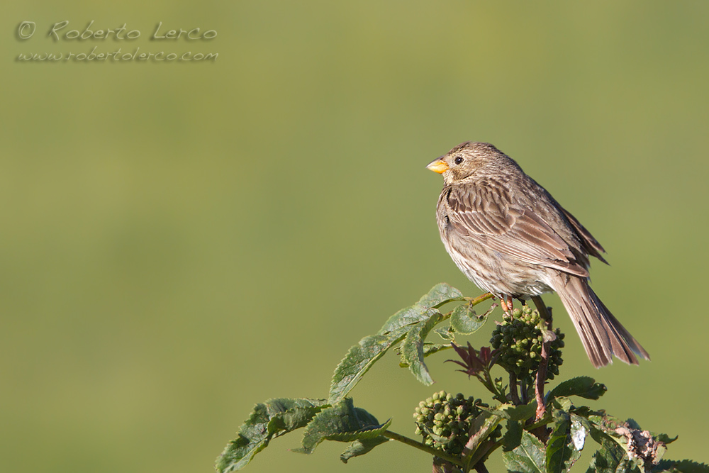 Strillozzo_Emberiza_calandra_Corn_Bunting6_1000