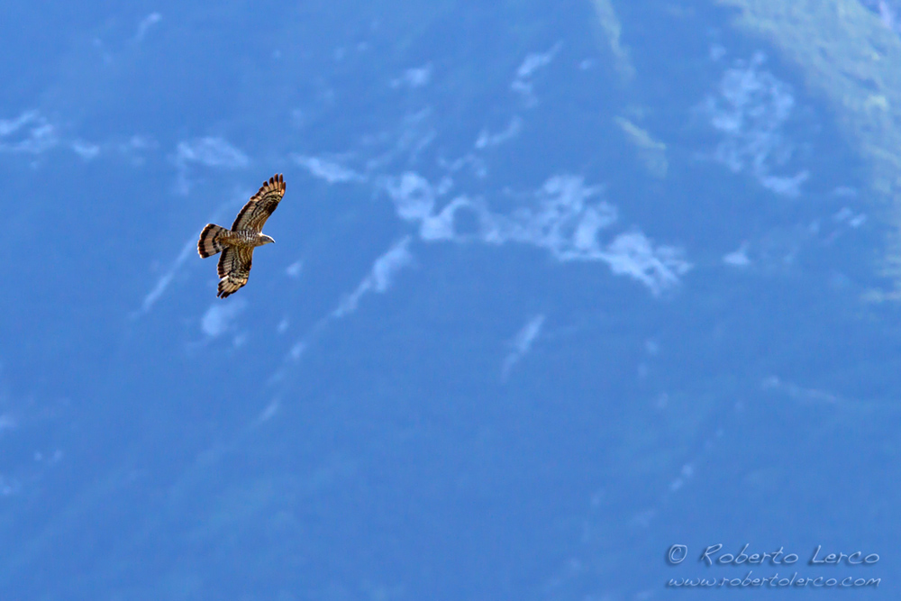 Falco_pecchiaiolo_Honey_Buzzard6_1000