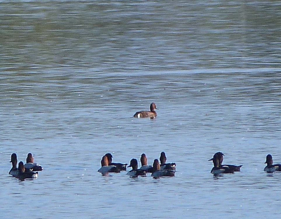 Lago Frassino 083