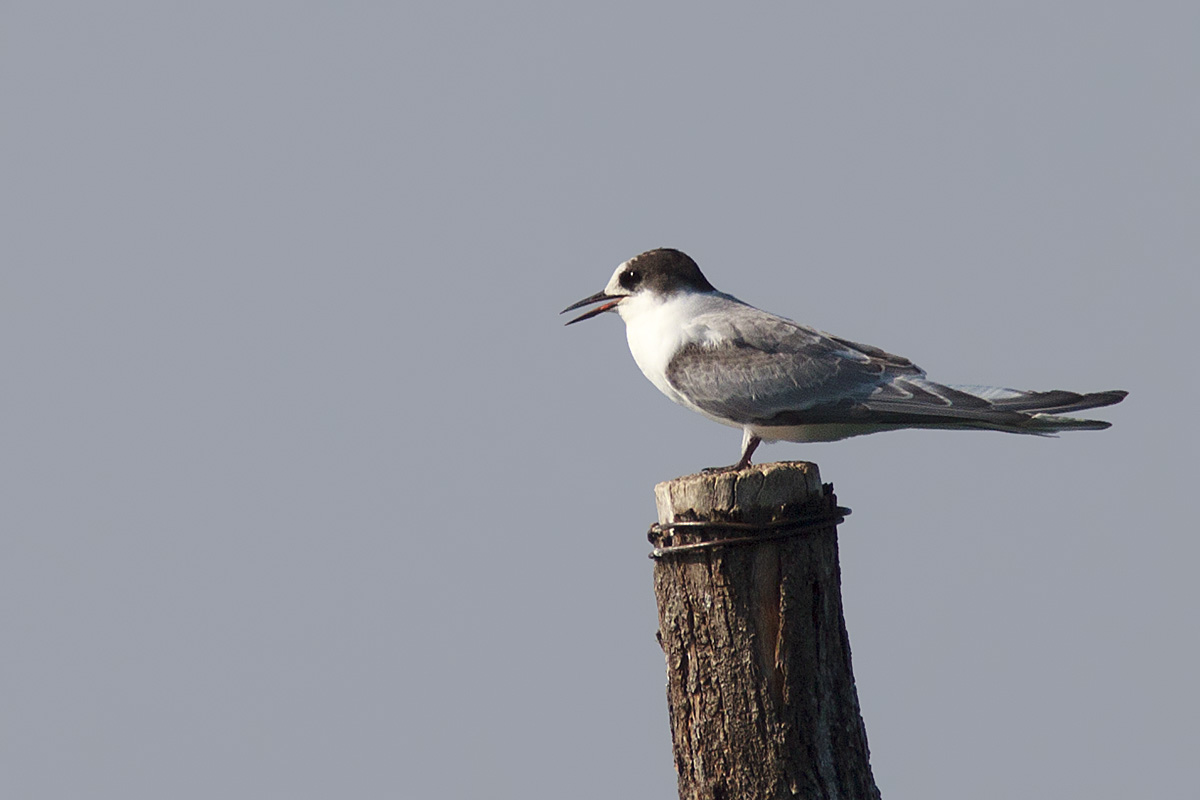 STERNA CODALUNGA • ARCTIC TERN