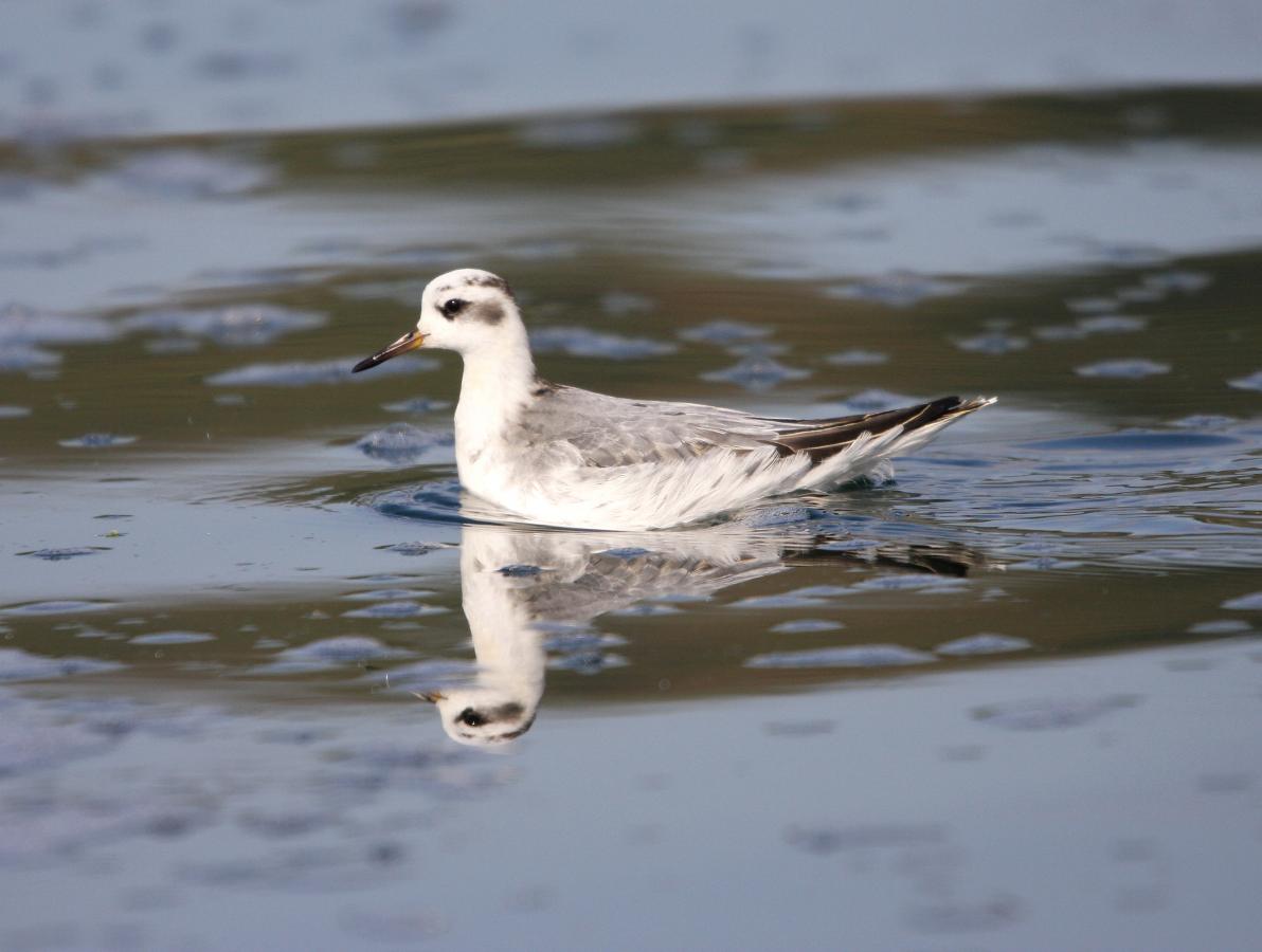 phalaropus fulicarius