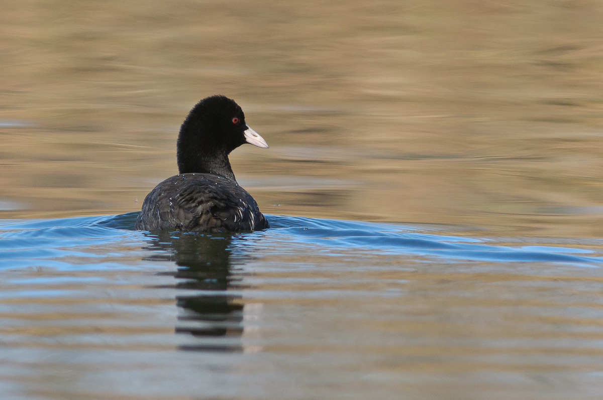 20111115_DP28140_folaga, coot