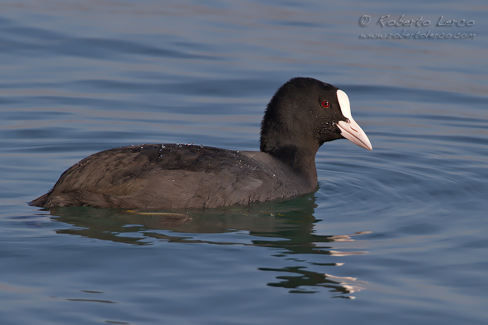 Folaga_Fuliga_atra_Eurasian_Coot3_1000