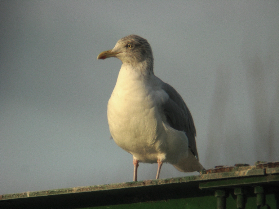 herring_gull