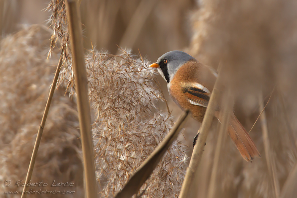 Basettino_Panurus_biarmicus_Bearded_Reedling02_10001