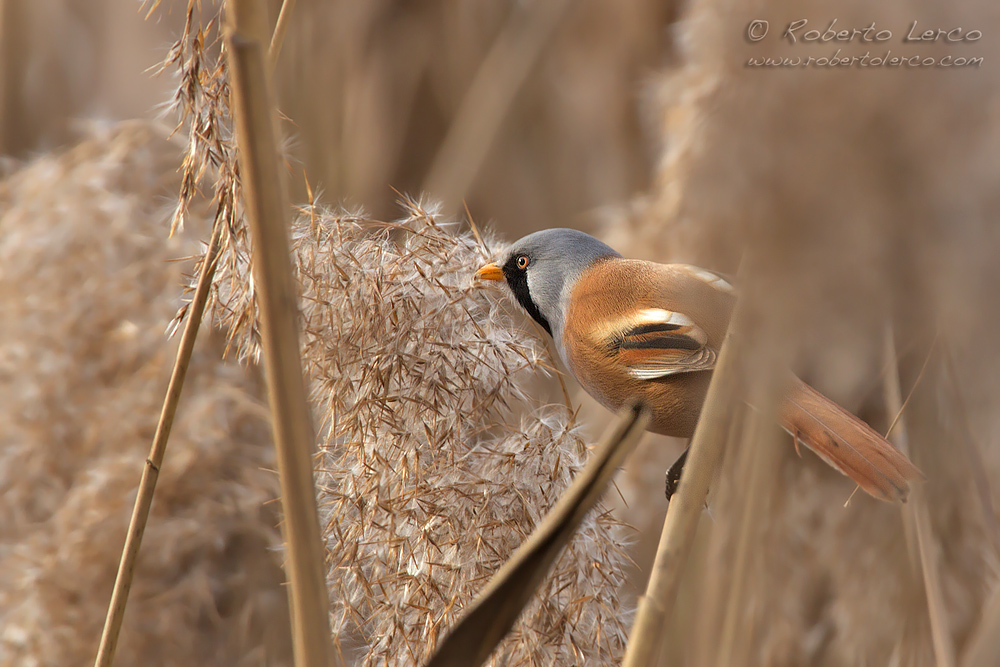 Basettino_Panurus_biarmicus_Bearded_Reedling03_1000