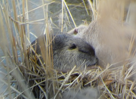 nutria.cavaion