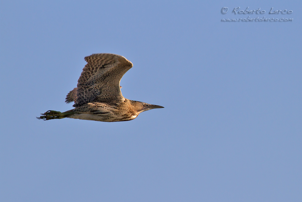 Tarabuso_Botaurus_stellaris_Great_Bittern2_1000