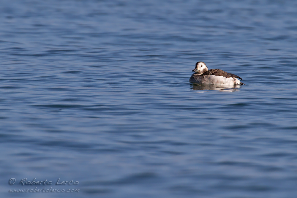 Moretta_codona_Clangula_hyemalis_Long-tailed_Duck2_1000