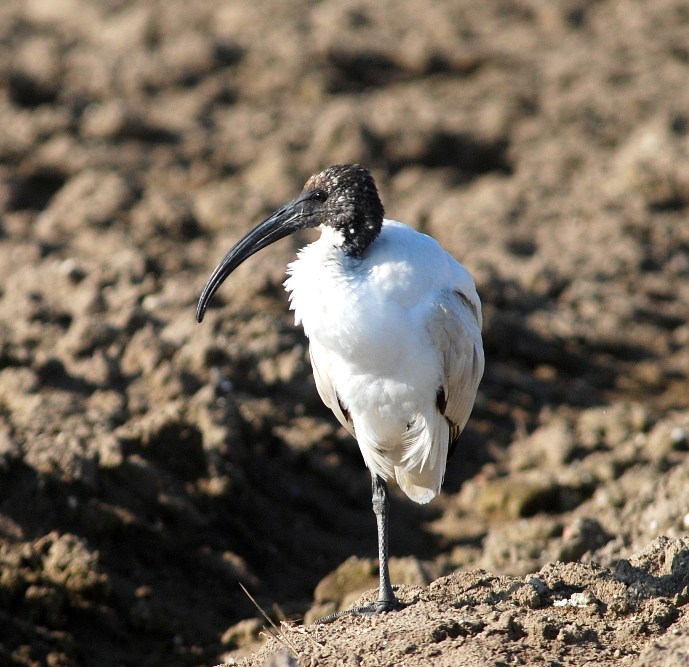 ibis sacro (1)