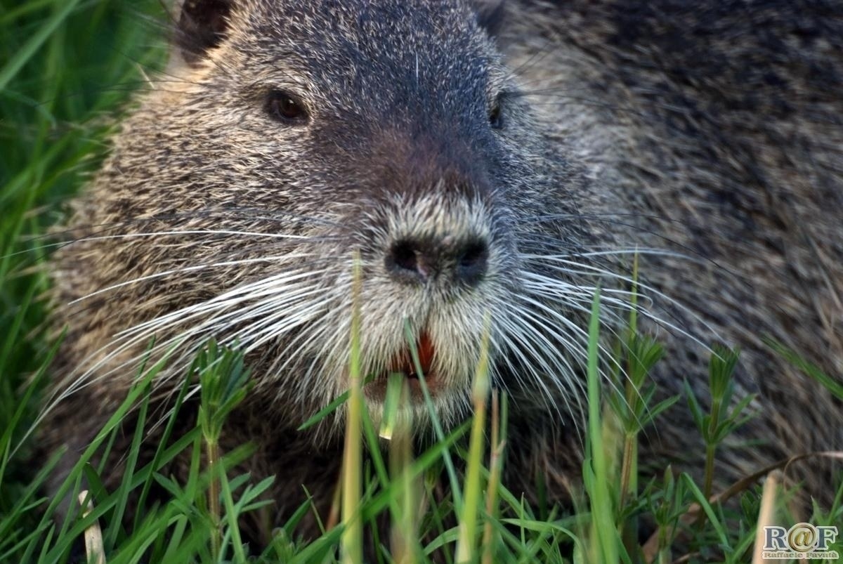 Nutria-003