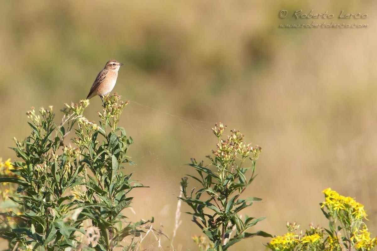 Stiaccino_Whinchat_Saxicola_rubetra02_1200