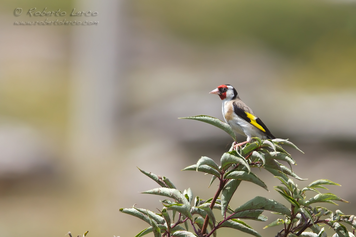 Cardellino_Carduelis_Carduelis_Goldfinch_1200