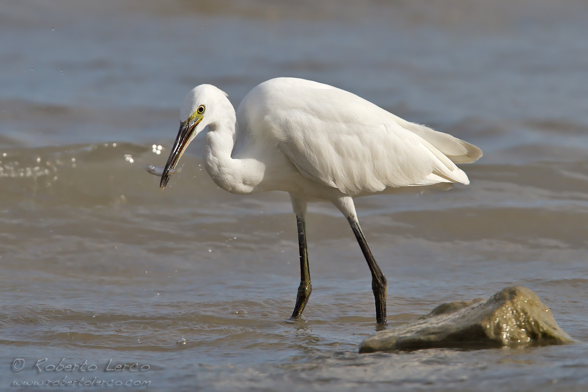 Garzetta_Egretta_garzetta_Little_Egret26_1200