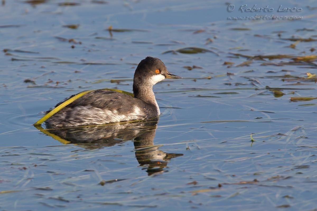 Svasso_piccolo_Podiceps_nigricollis_Black-necked_Grebe14_1200