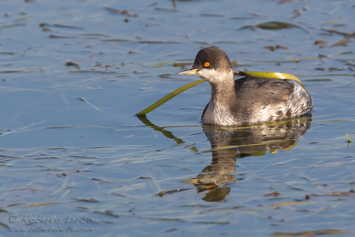 Svasso_piccolo_Podiceps_nigricollis_Black-necked_Grebe17_1200