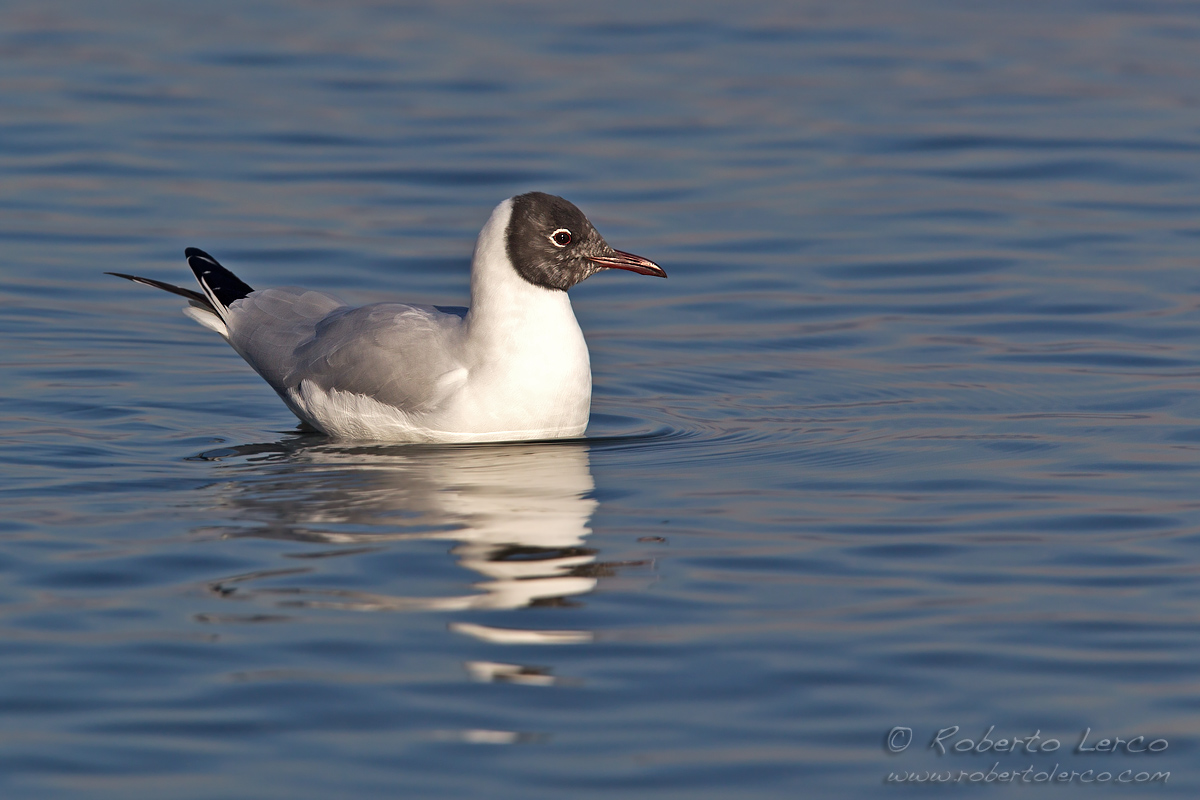 Gabbiano_comune_Larus_ridibundus18_1200