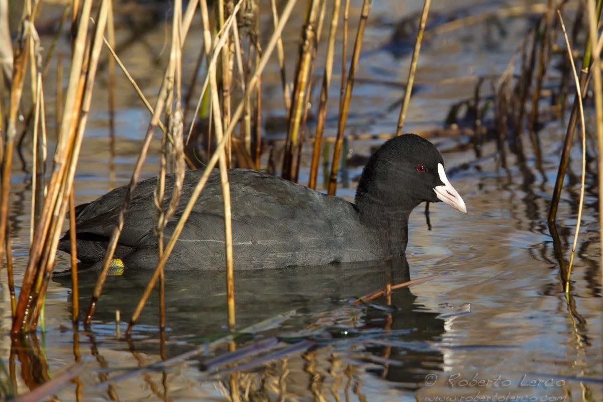 Folaga_Fuliga_atra_Eurasian_Coot11_1200