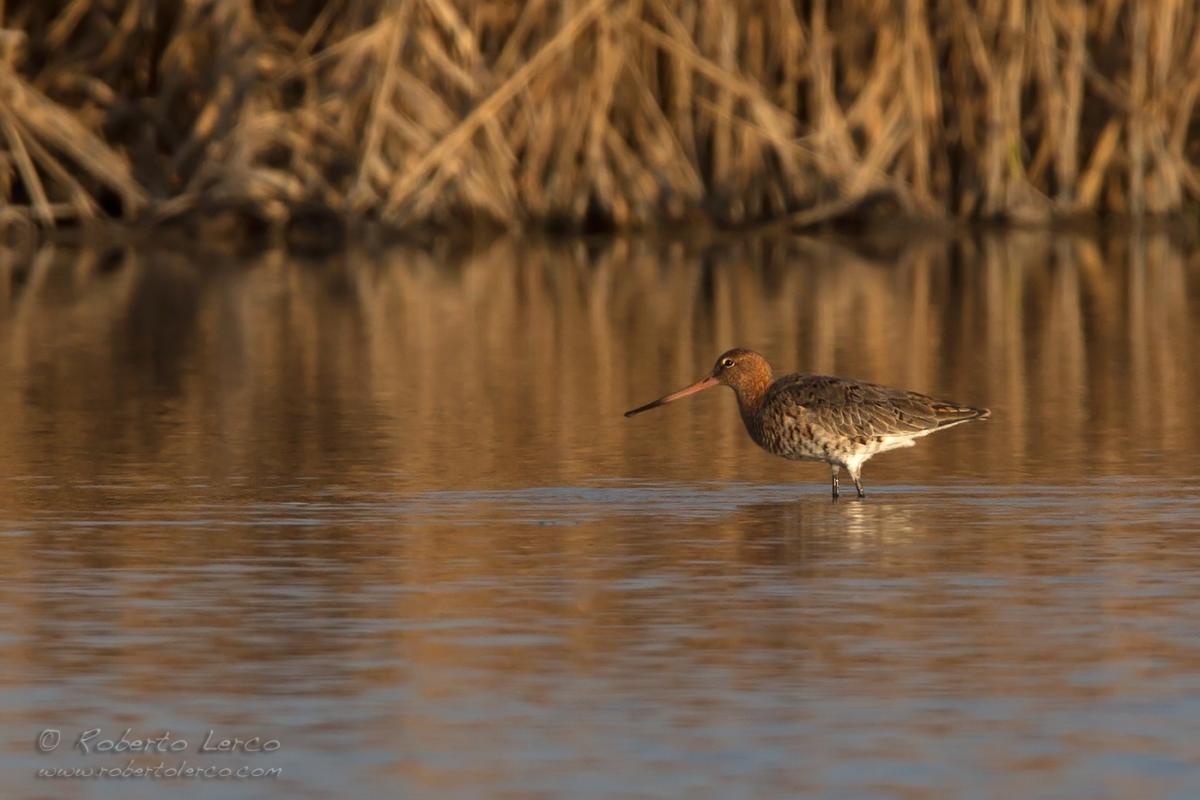 Pittima_reale_Limosa_limosa_Black-tailed_Godwit11_1200