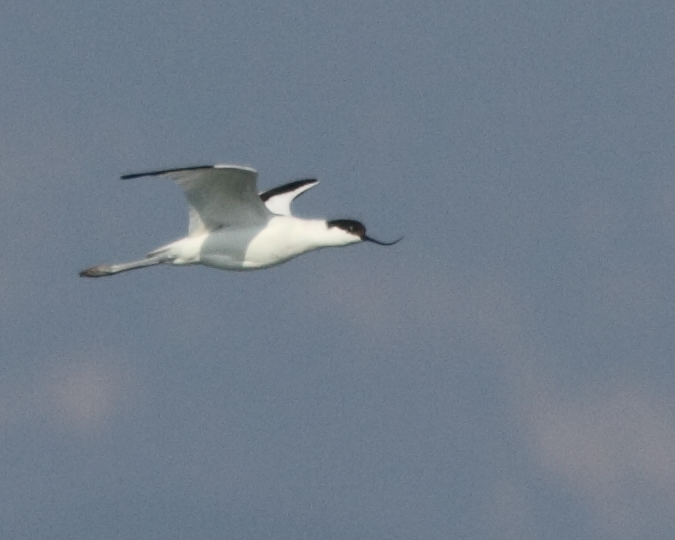 Avocetta - Pied Avocet