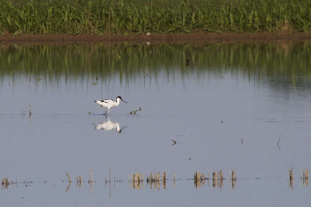 Pied Avocet