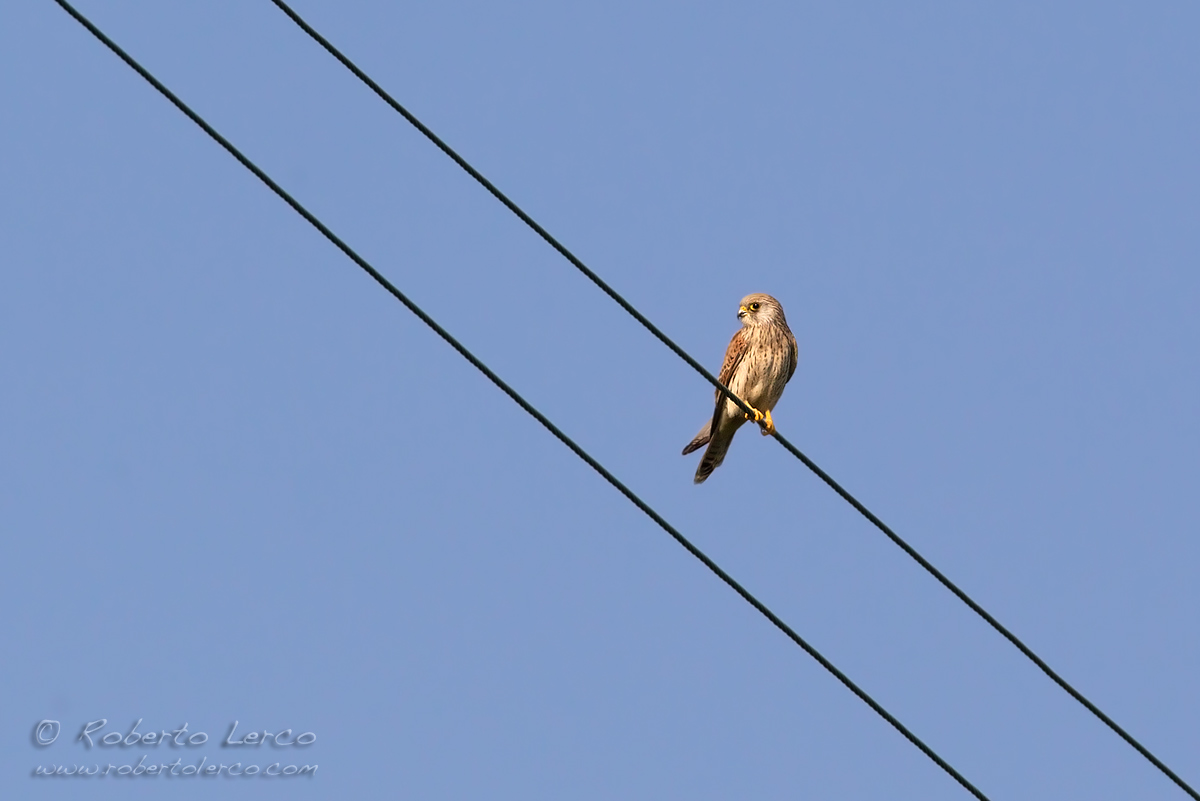 Grillaio_Falco_naumanni_Lesser_Kestrel17_1200