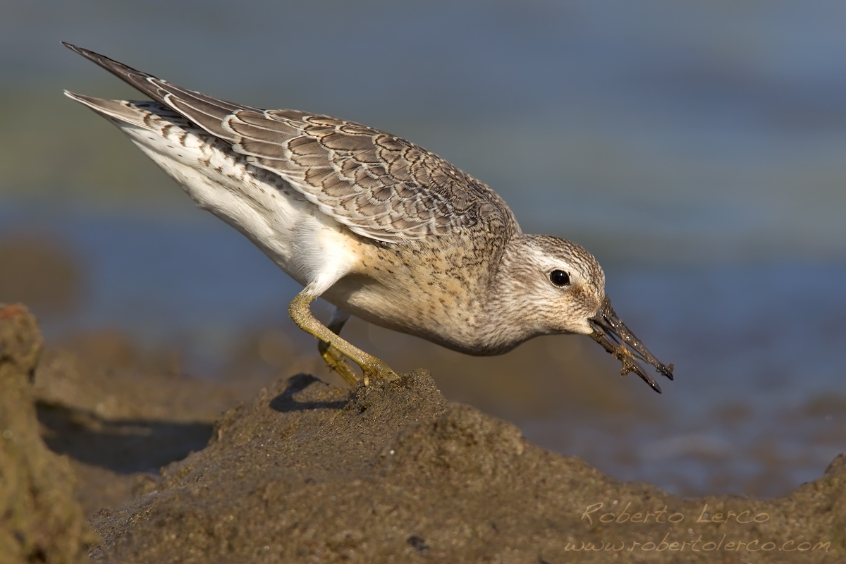 Piovanello_maggiore_Calidris_canutus_Knot02_1200