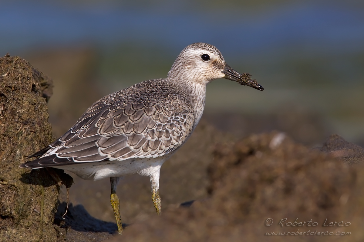 Piovanello_maggiore_Calidris_canutus_Knot01_1200