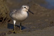 Piovanello_maggiore_Calidris_canutus_Knot06_1200