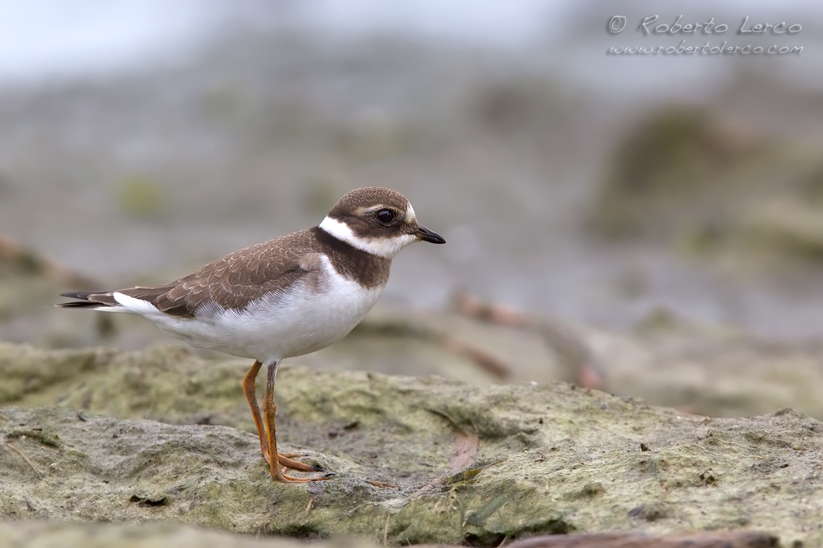 Corriere_grosso_Ringed_Plover_Charadrius_hiaticula01_1200