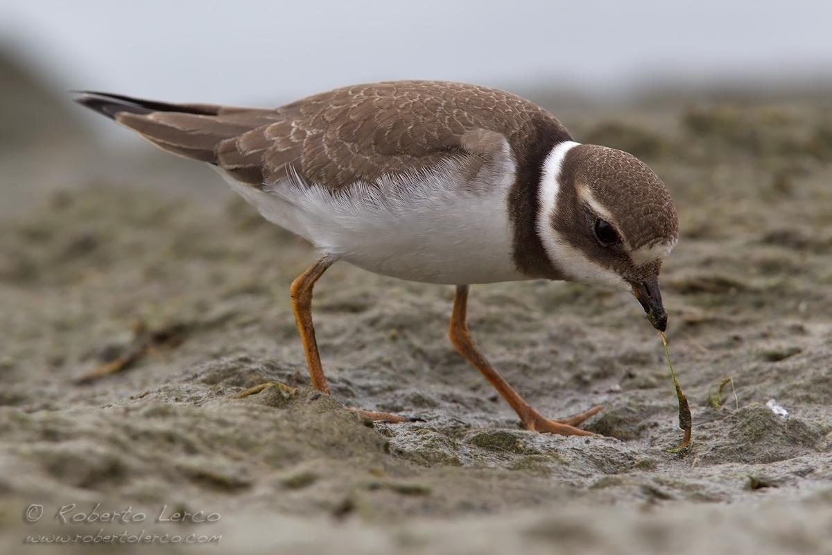 Corriere_grosso_Ringed_Plover_Charadrius_hiaticula03_1200