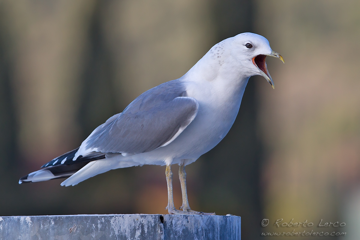 Gavina_Larus_canus_Common_Gull07_1200