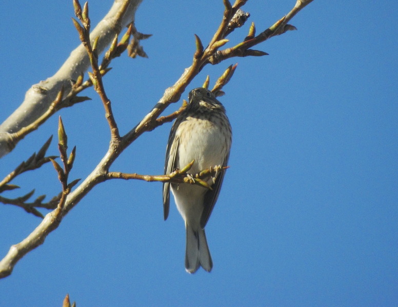 Zigolo golarossa • Pine Bunting