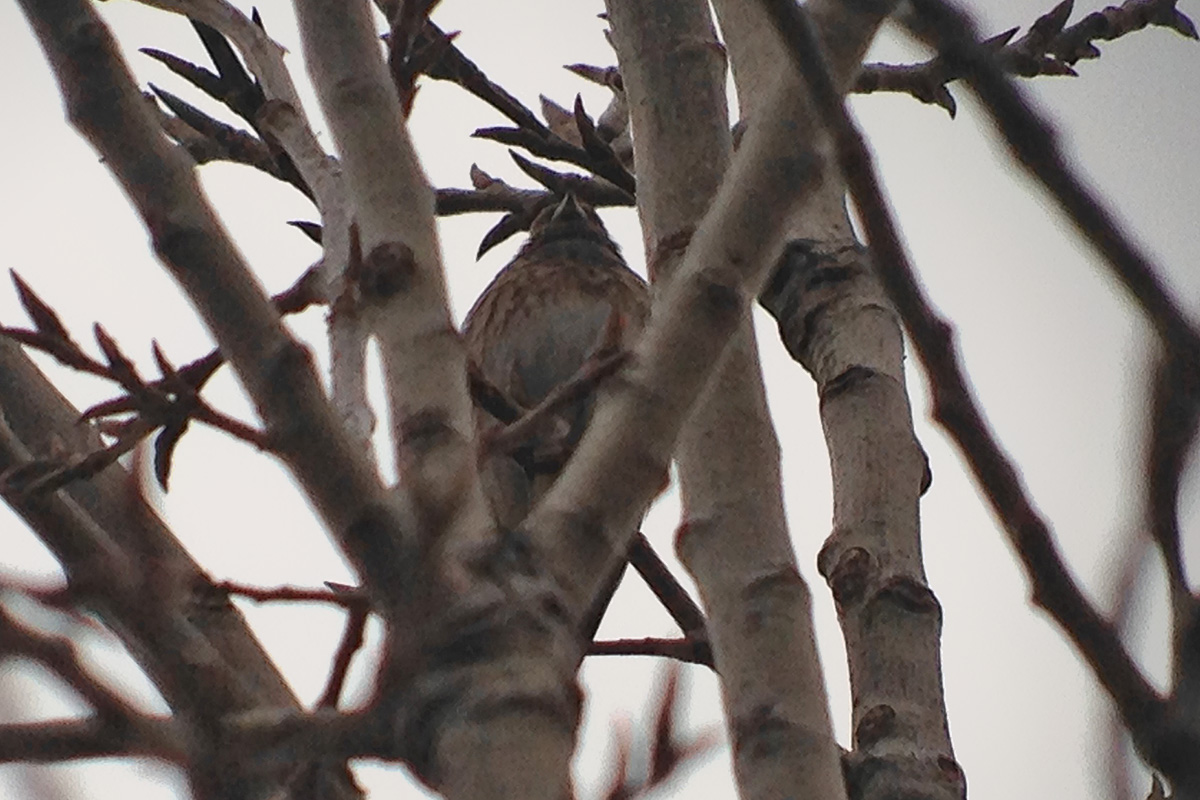 Pine Bunting